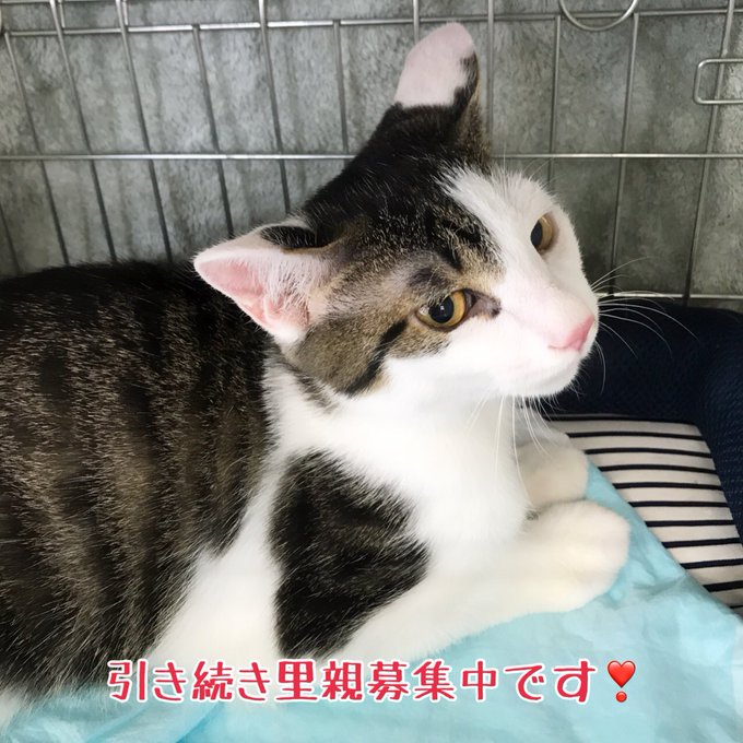 ながの鈴ねこの会のtwitterイラスト検索結果 ながの鈴ねこの会のtwitterイラスト検索結果