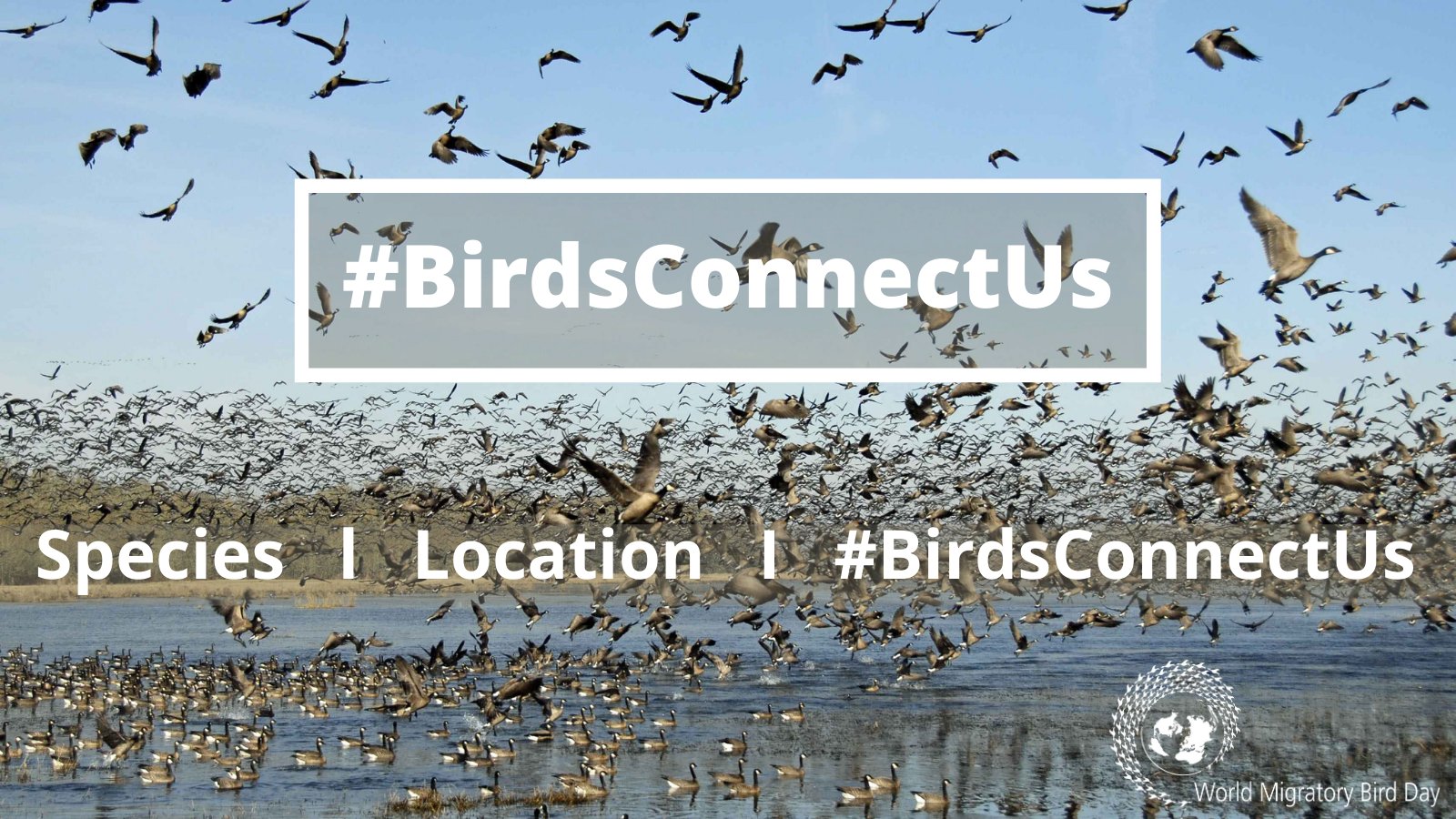World Migratory Bird Day on Twitter: World Migratory Bird Day on Twitter: