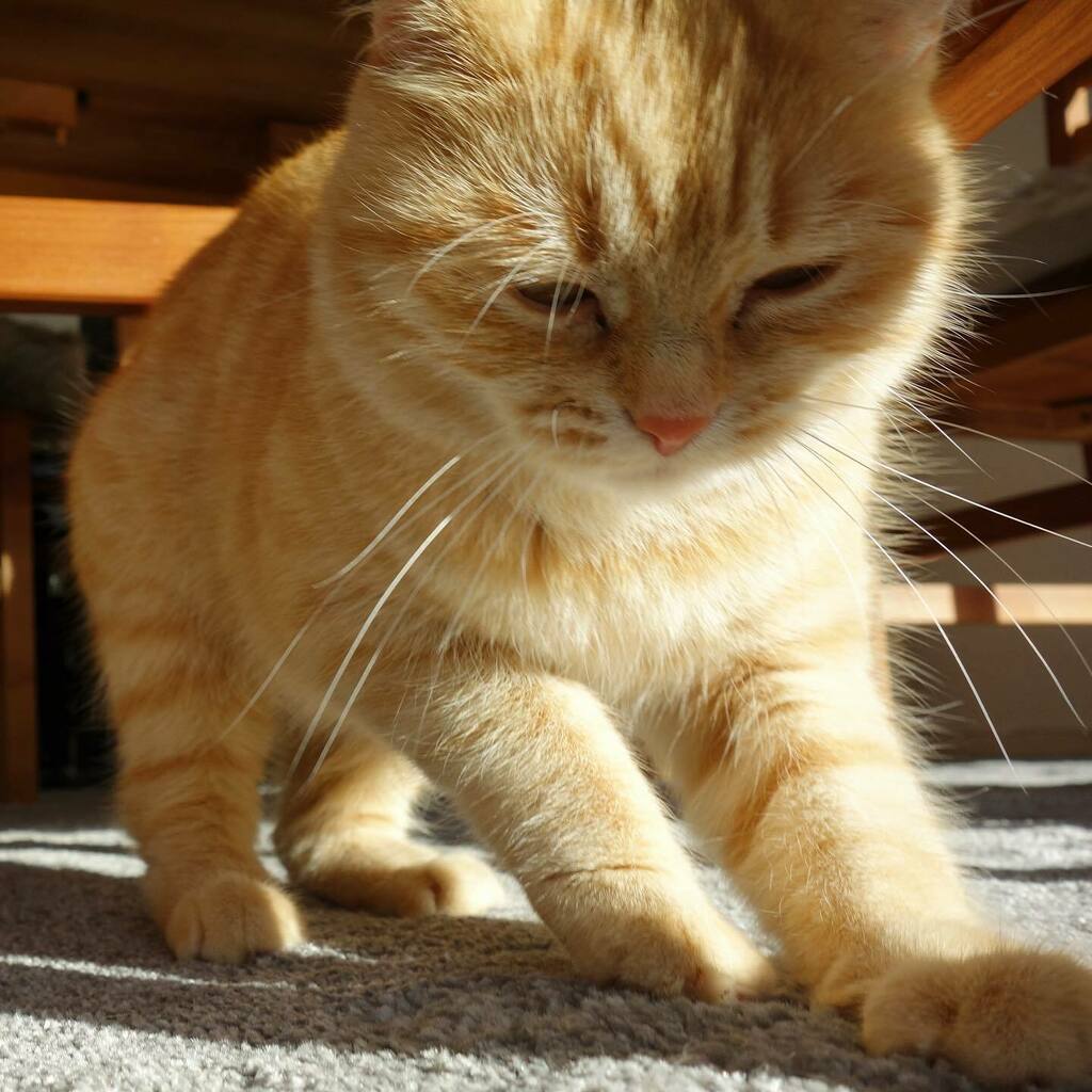 guriustaf's tweet photo. #guriustaf #gustaf #pimperpita #lopita #kringelkater #britishshorthair #cat #tomcat #cute #cutecat #sweet #catlovers #fatcatsofinstagram #catsofinstagram #tomcattofficial #catlover #catloversclub #cats_of_day #catinator #cats_of_instagram #cats_of_world #catlife #animals #an… https://t.co/l9moWSLcE6
