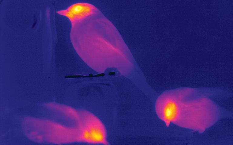 Interested in how birds thermoregulate and how this affects winter survival of native, and invasion succes of introduced  birds? Check out our new fully funded 3 yr #PhDposition : dropbox.com/s/h68tplekkqa1… #PhD #ecology <a href="/TEREC_ugent/">TEREC</a>