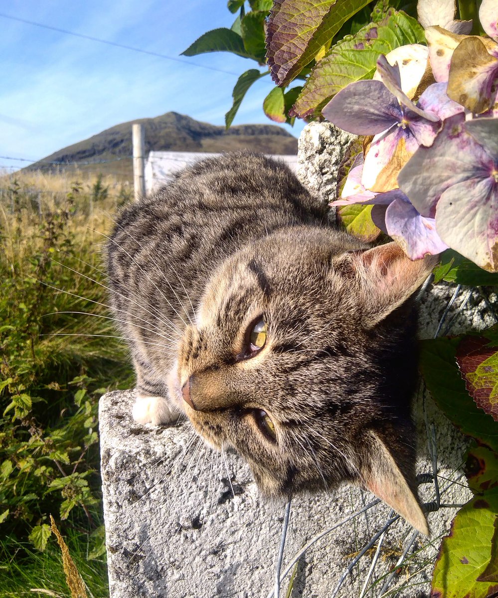Beautiful Mourne Mountains, Co  #Down, N  #Ireland. Mournes are made up of 12 mountains with 15 peaks & include the famous Mourne wall (keeps sheep & cattle out of reservoir)! Area of Outstanding Natural Beauty. Partly  @NationalTrustNI. ©Daniel Mcevoy (with lovely cat!)  #caturday
