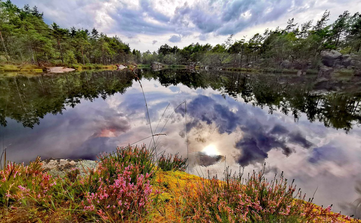 elusive_moose's tweet photo. Forest lake, southern #Norway 😍 Photo Marie Peyre 🌲 @vikenfk https://t.co/7nrOfTHAmm