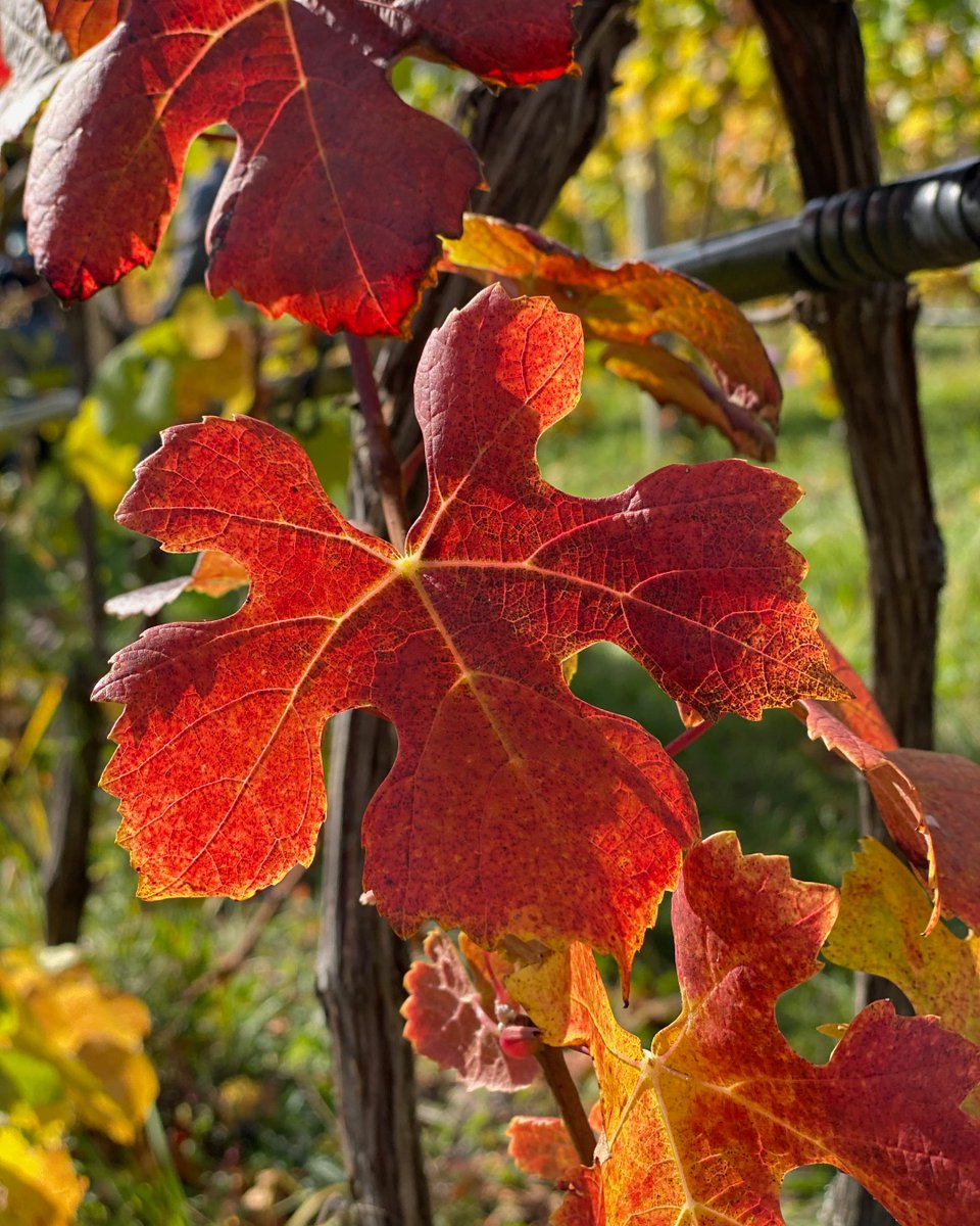 fortyfivenorth's tweet image. Hello Fall 😍 #Grapeleaf #45north #fallweekendvibes #getoutside