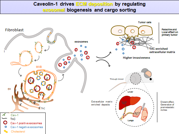 madelpozo67's tweet photo. Our paper on #ExtracellularMatrix (#ECM) deposition by #exosomes is out in @JCellBiol.
#Caveolin-1 and #cholesterol play an essential role - thread below for details.
Congrats @Look__At, Inma, @CaveoLab and collaborators Thanks @andrea_marat, PPdi Fiore, @rupress & @CNIC_CARDIO https://t.co/kVEu46XOkV