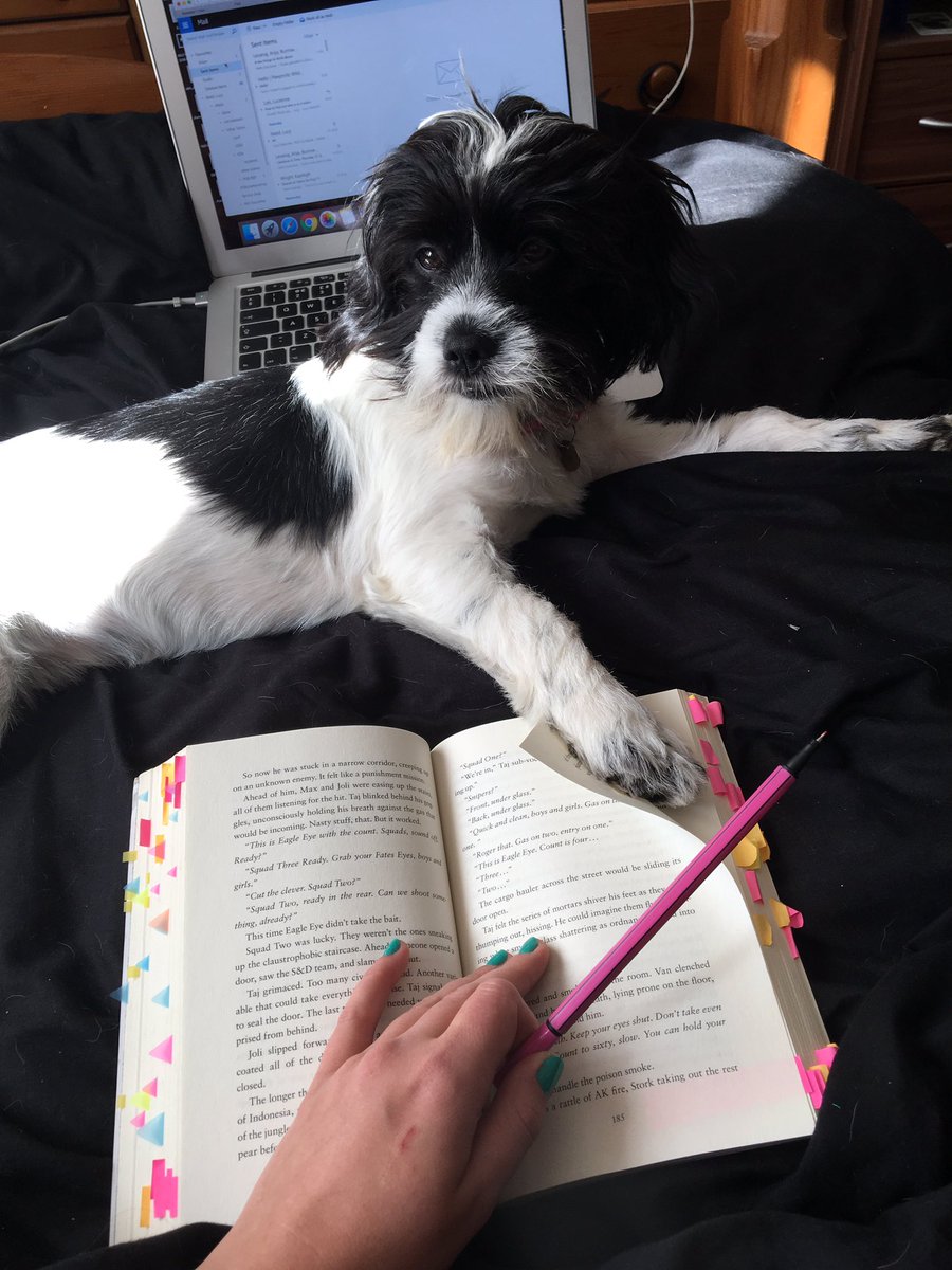 lucy_nield1's tweet photo. Someone doesnโt want me to do anything productive today #puppy #phdlife #tryingtostudy https://t.co/jHc4BtAeDQ