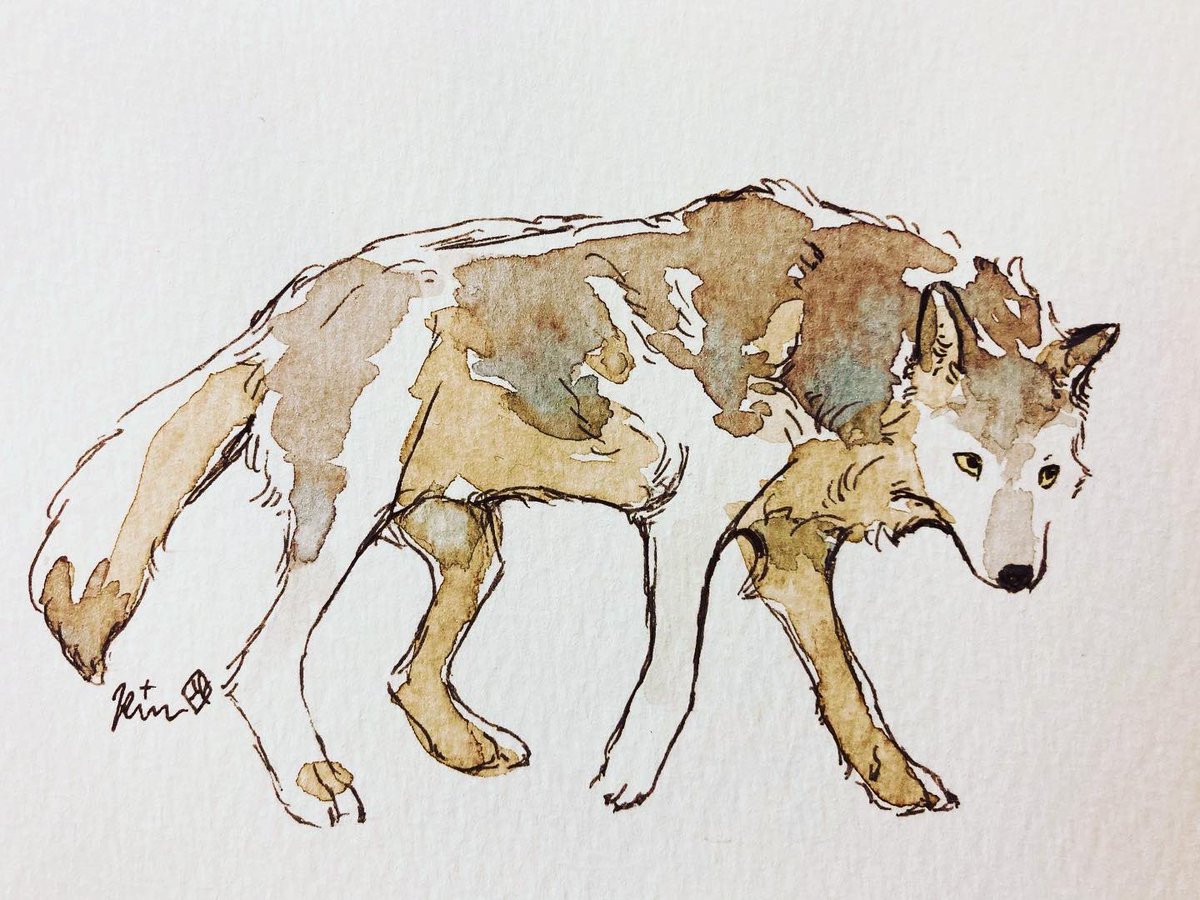 「#オオカミとっても大好き展6
スケブイベントで描かせていただいた絵その1 」|水谷霖のイラスト
