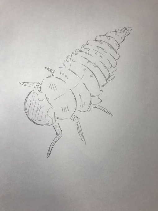 てんとう虫 幼虫 