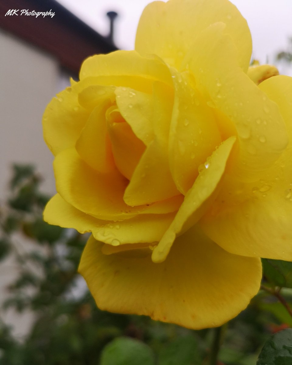 MKPhotography19's tweet photo. ๐ท๐ฑ
#Captured by me
#Sweden #Stockholm #Autumn
๐ธ๐ #Rose #Flower
#Rainbow
#SmartPhotoSpring #smartinspo
#Spring #Klartse #Sunset #Sun
#500pxrtg
#MKphotography
#MobCam
#photo
#bns_landscape
#photography #Instagram #instaphoto #picture #Nature #Shot
@salovesunsets @500px https://t.co/beeEXmHleC