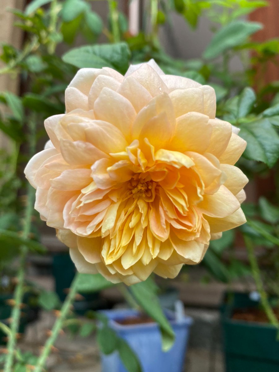 Arthur あーさー 人生はお花畑 雨が上がってピキャッシュしに行ったら ブルーベリーの鉢が倒れてたり バラの伸びた新芽がポキっと逝ってたり そこそこ風も吹いてたんですね ノスタルジックエレガンス 元々切り花品種だったそうですが 香りは強いです