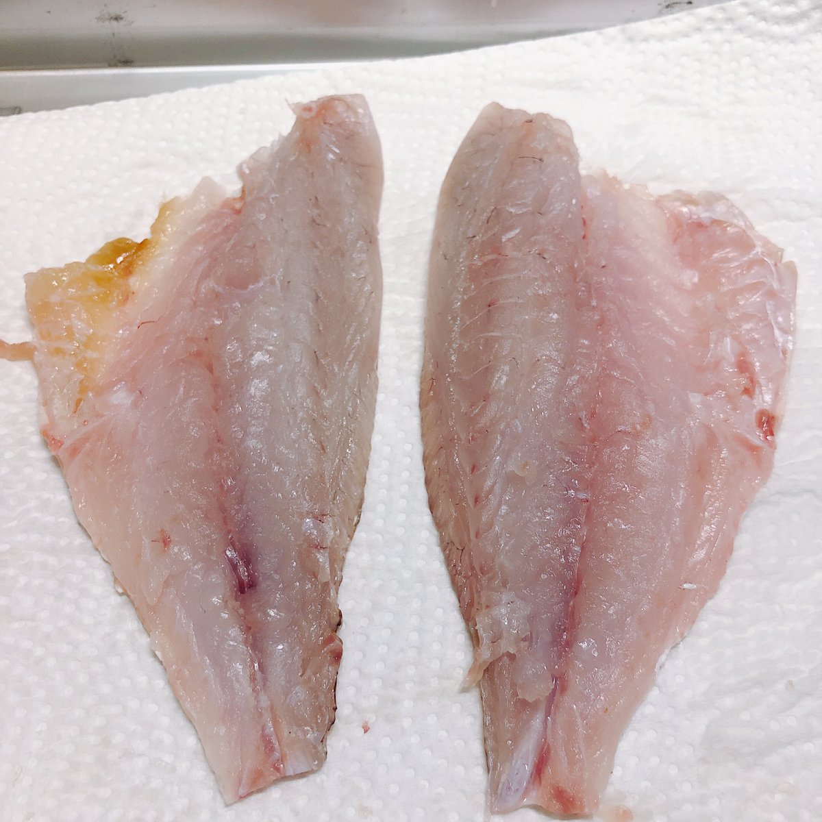 pyoncraft's tweet photo. 捌きメモ
お尻から刃先でお腹を薄く切る
エラ下を断つ
胸ヒレ後ろに刃をいれ、腹ヒレの後ろまで切る　反対側も
関節を探っつ頭を断つ
頭を引っ張って腹ワタを抜く
ヒレキワにガイドを切る
骨に沿って刃をいれる
刃は引いた時に切れる
以下省略 https://t.co/MLZ9LoY0pz