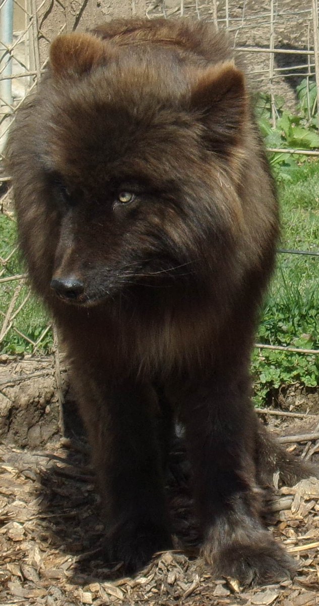 southernohiowolf tweet media