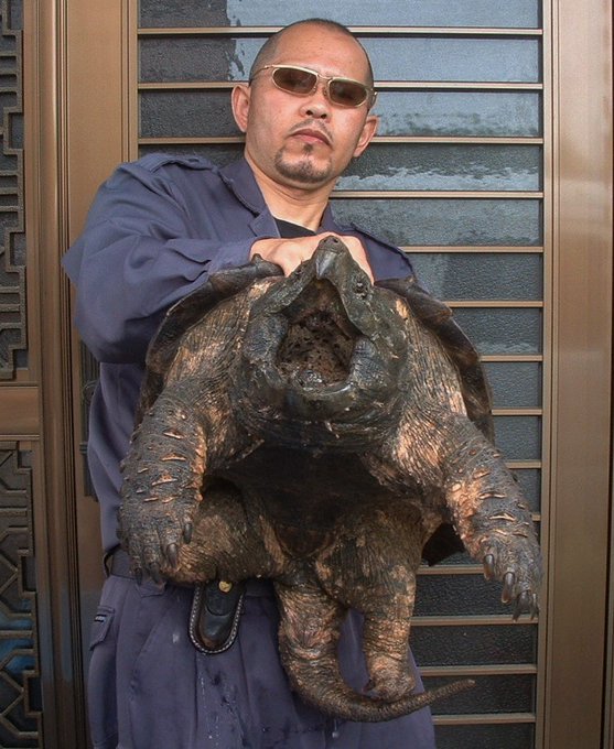 ワニガメは横浜市青葉区のどこの公園で捕獲 飼育方法や危険性を調査
