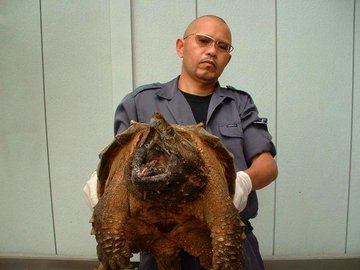 ワニガメは横浜市青葉区のどこの公園で捕獲 飼育方法や危険性を調査