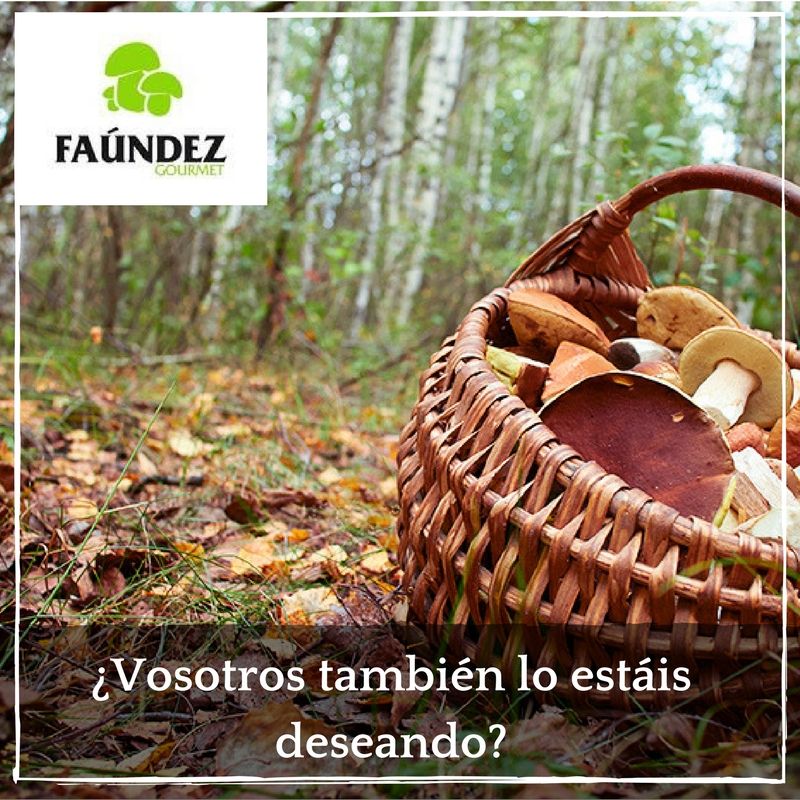 FAUNDEZ_GOURMET's tweet photo. Con ganas ya de meternos en plena temporada de #setas ¿Y tú también lo estás deseando? #huevoderey #boletus #senderuela #rebozuelo #trompetas #setadecardo #castañas https://t.co/IY7wHwbZ77 https://t.co/fnfxq99GhU
