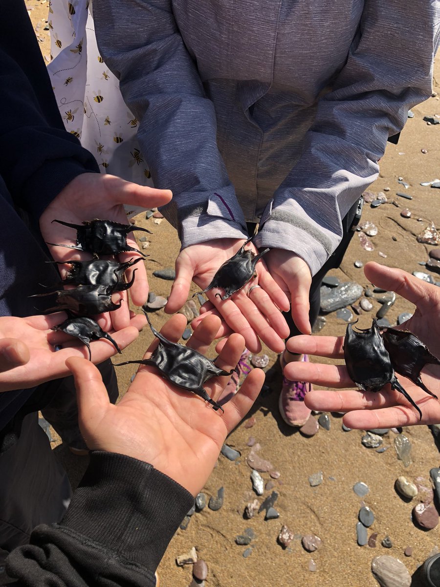a_british_diver's tweet photo. What a haul this was walking around Bovisand beach for 10 minutes with my #UoPMarineCons bubble! Lovely to see so many empty Thornback Ray (I think) mermaidβs purses. All reported on the #eggcasehunt app #sharktrust https://t.co/SFBaBloATM