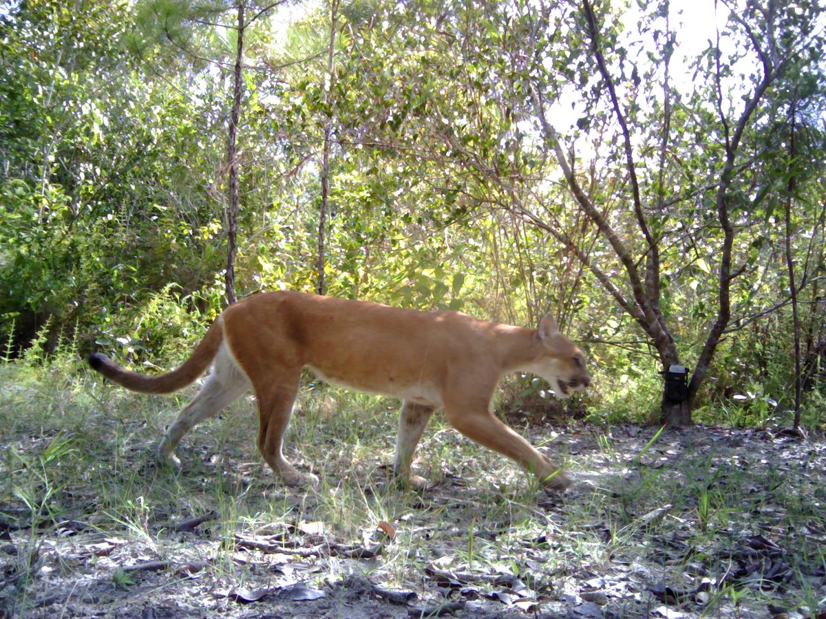 BATSUB working in conjunction with Panthera captured this picture of a Mountain Lion / Puma on the BATSUB training estate, we are working closely together on environmental conservation in Belize.