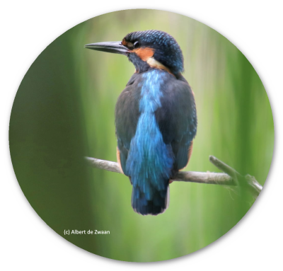 Keuninckx's tweet photo. Issue #37 ME Global Chronicle https://t.co/Q8ffATnA0Z  @NvHoylandt @mecvsnieuws @Vansteenwinckel @LouCorsius @Huisarts_Vink @carolien_leijen @AnilvanderZee @MECentraal @OpenMedF @MEActNet @ladygaga @KCSteckel @ME_Vereniging @ME_gids @jenbrea #spoonie #mecvs #CVS #cfs #mecfs https://t.co/0i5meUDoD8