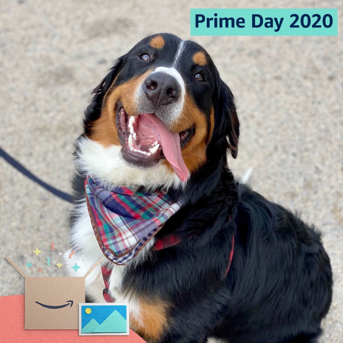drealaina's tweet photo. #PrimeDayPhotos @amazonphotos 

Got my awesome bandana from prime! https://t.co/j5cSuOLdB0