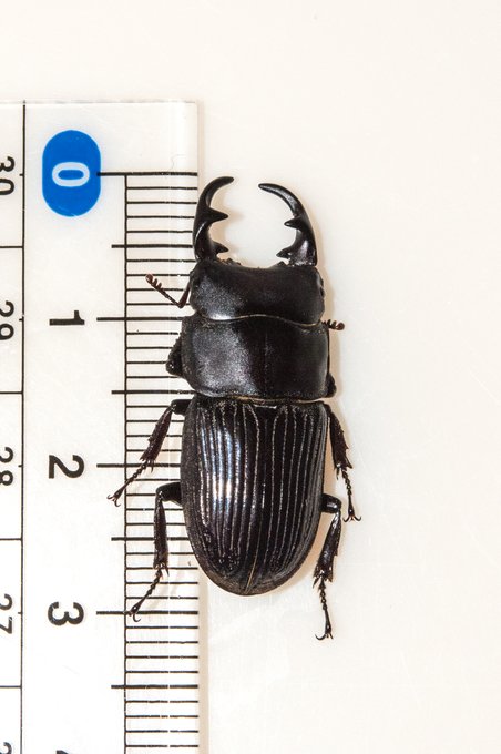 最初見たときは小さいコクワかと思った
今まで自然で見てきた中で一番でかい
かっちょいいなあ 