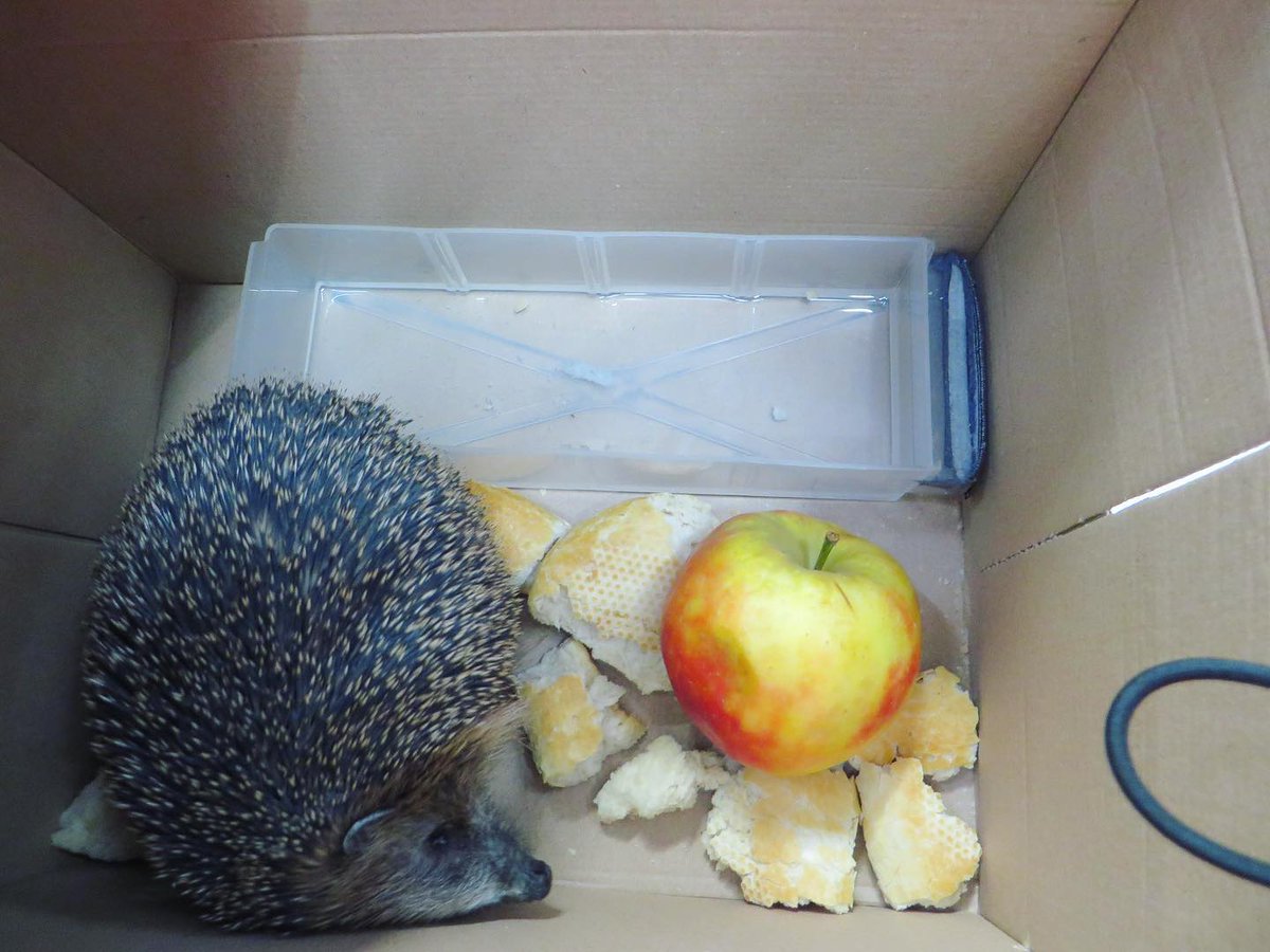 MEWA_DE's tweet photo. MEWA hat tierische Fans! Pünktlich zum Herbstanfang hat es sich dieser süße Kerl in einem der Wäschesäcke in unserem Betrieb in Bottrop bequem gemacht – in diesem Sinne wünschen wir allen einen guten Start in den Herbst.
#mewatm #textilmanagement #mewamomente #bottrop https://t.co/Ensh3jiSb6