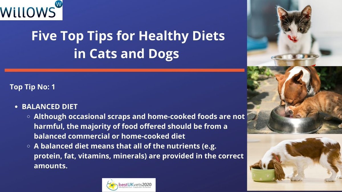 A healthy diet is just as important for our four-legged friends as it is ourselves. To celebrate #HealthyEatingWeek Week Isuru Gajanayake, Specialist in Clinical Nutrition &amp; Internal Medicine is sharing with us his top tips for healthy diets in cats &amp; dogs
#AskingForAFurryFriend