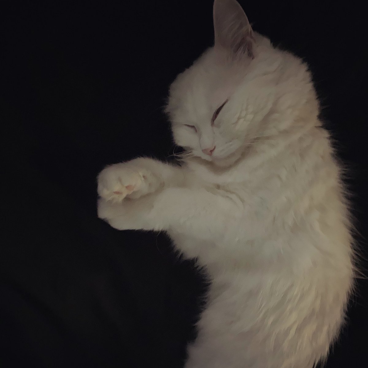 Sleeping all day, zoomzing all night #catlife