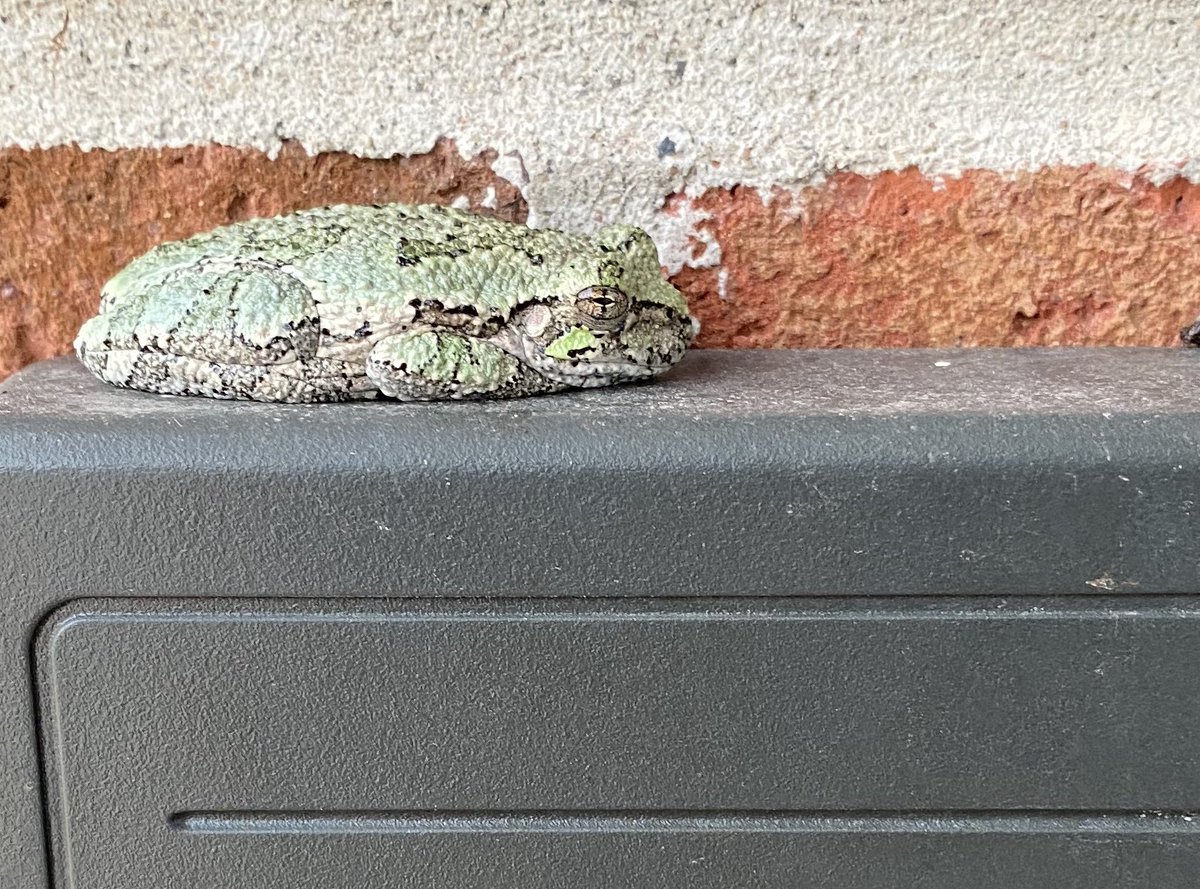 MrsMainero's tweet image. This little guy was hanging out on the card reader this morning as I entered school. It’s always a great day when I can start a morning using @seekbyinat #explorereducator