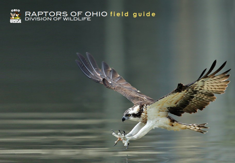 ohiodnr's tweet image. Our @OhioDivWildlife field guides are extremely popular - and now you can download your very own right at home! Head to ow.ly/oLKM50BbBof for our complete list of these educational field guides. #WildOhio @OHEducation #InthistogetherOhio
