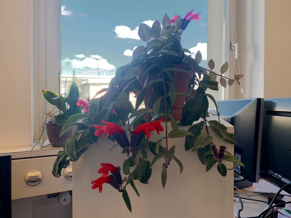Flowering office plant 🤩