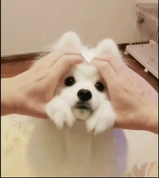 狗急VPN加速器 tweet media