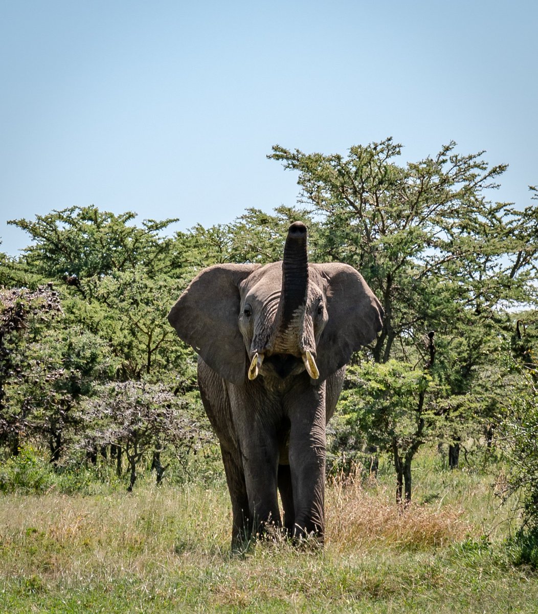 OlPejeta's tweet image. Have a productive week ahead.