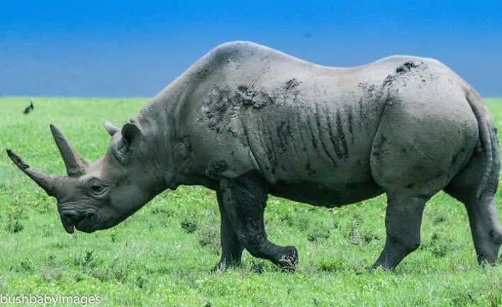 arushaonefmtz's tweet photo. Unga unaotokana na kusagwa kwa pembe ya faru hausaidii chochote kwenye kuongeza nguvu za kiume hivyo Watu waache hiyo imani, Mkuu wa Hifadhi ya Taifa ya Mkomazi Kamishna Msaidizi Emmanuel Moirano amesema hiyo imani imesababisha ujangili mkubwa dhidi ya faru.
#Arushaoneupdates https://t.co/3EpuEYABmL