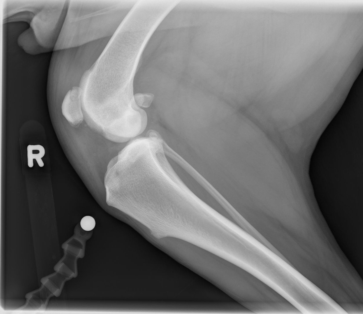 MircVet's tweet photo. Hello Everybody,
The case of the week is a:
5-year-old German Shepherd dog. Jumped out of a car.
https://t.co/kWt5VvIW9E
As usual, click on the link or the images to access the website with all the images, report, and diagnosis.
#caseoftheweekmirc #mircvet @utcvm https://t.co/U91nUnr8ep