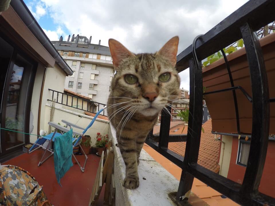 Hodei Otegi 🔻 tweet media