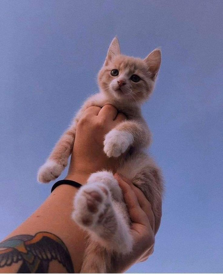 ชิปเป้อเห็น                                    ยูตะเห็น