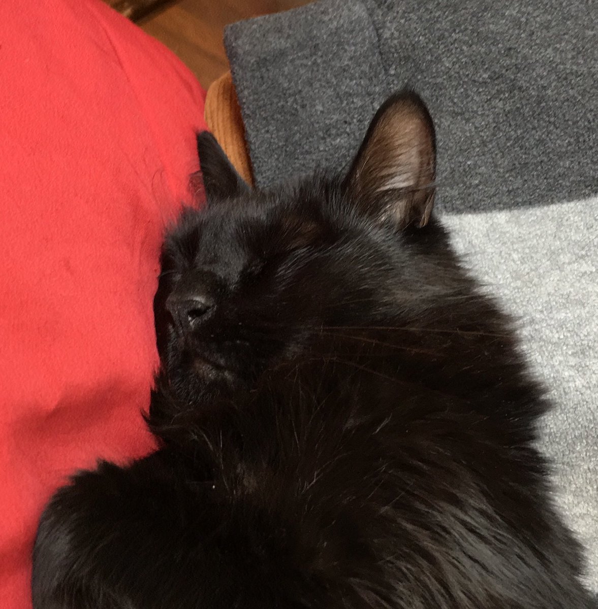 CharlieGuala's tweet photo. Mi gata me representa https://t.co/FoUSUnoOpY