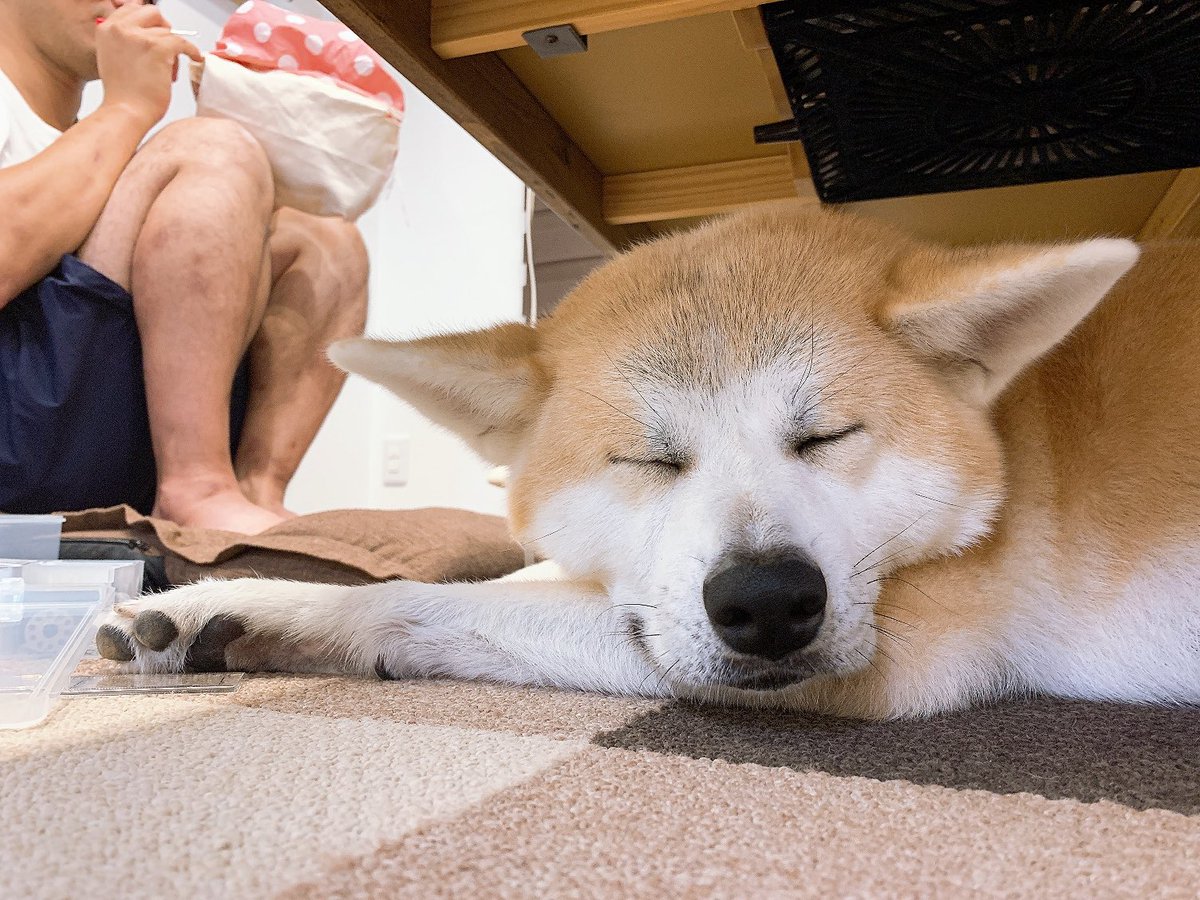 秋田犬のあきちゃん おとーさん 何目指しとんやろね 夜な夜な わたしは寝不足よ 寝れる時に寝なくっちゃ おかーさんは あきたんのひょっこりお顔を撮りたかったのです おとーさん まじでやにしてるんあやろね 笑 秋田犬 あき
