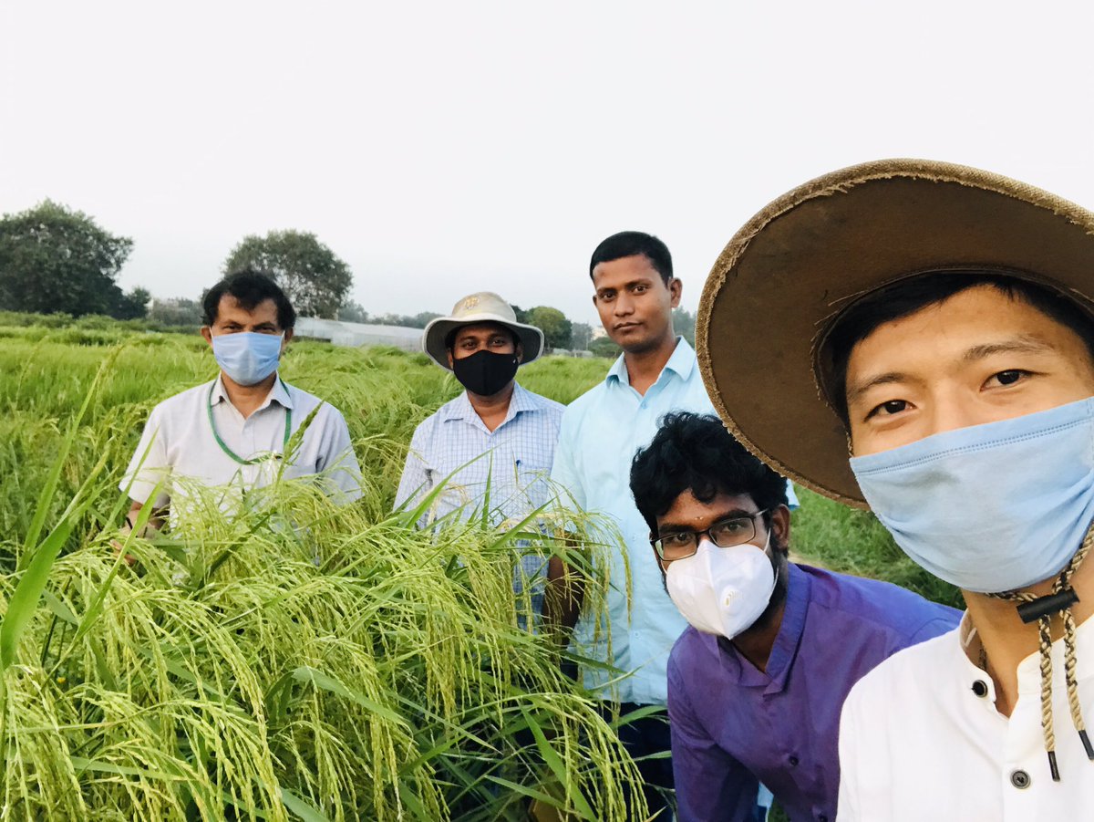ducstat's tweet image. Kharif season 2020, ICAR- IARI, Field evaluation of diverse rice genotype for select the elite rice varieties. Selecting by PI @ViswaChinnusamy.