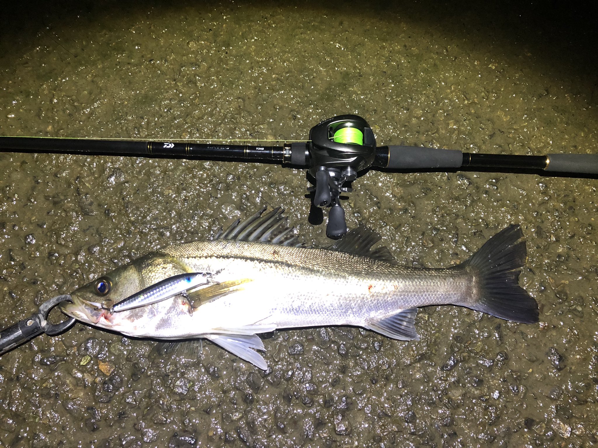 Rio 今度こそベイトタックル入魂 ベイトリールのドラグって音出ないから状況把握が激ムズ みんな糸が出てってるかどうかってどうやって判断してるんすか シーバス 東京湾奥 メタ ラテオr93mb サイレントアサシン