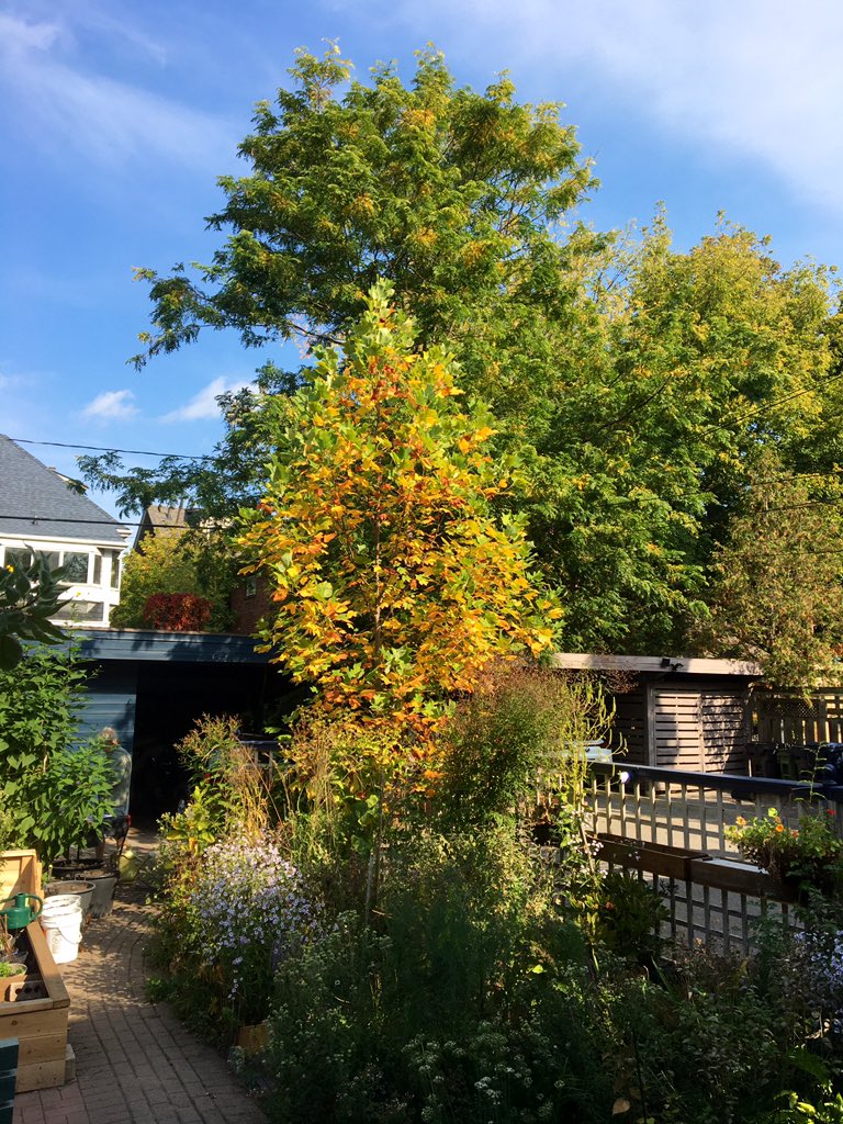 dawnbazely's tweet image. Week 1 of #ProjectTree! 
A young tulip tree in my Toronto backyard. Members of my lab are participating in the next 10 weeks.
#ScienceFromHome
cc @TLJKelly @VBoejharat @TripNyssa @epichloe @phylojenie @shoshanahjacobs
