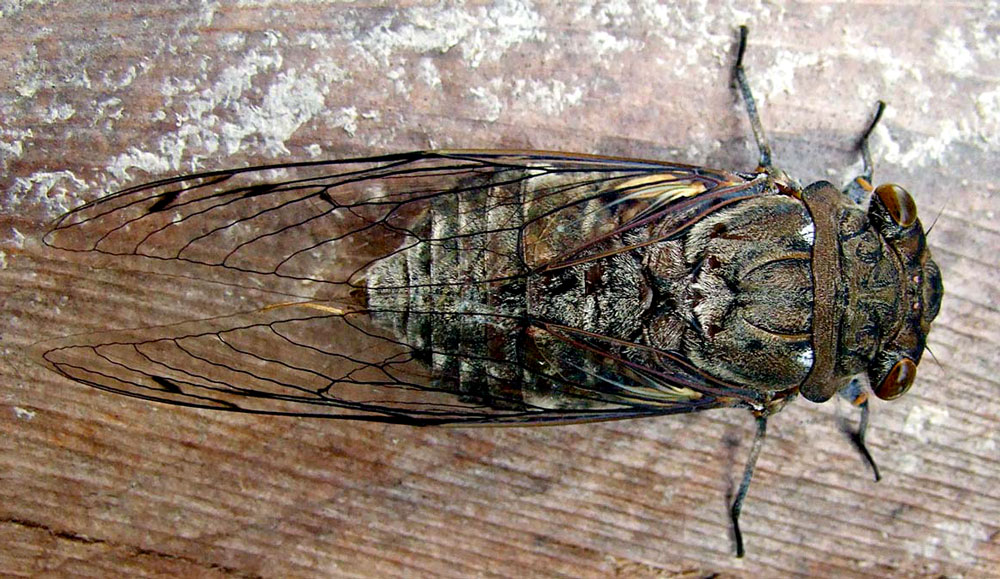 BrunnoMeloCBN's tweet photo. As cigarras de Brasília não são mais as mesmas. Passaram todo o final de semana "cantando" e nada de chuva. Pelo contrário. Teremos uma das semanas mais quentes e secas do ano.  Talvez estejam gritando de desespero. Ou de desgosto. 🤣 https://t.co/WE73YViN82