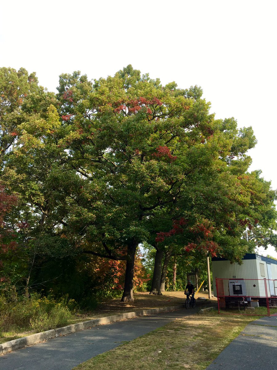 dawnbazely's tweet image. ps I’m actually following more than one tree. Here’s two in #HighPark that I see every Sunday,
#ProjectTree