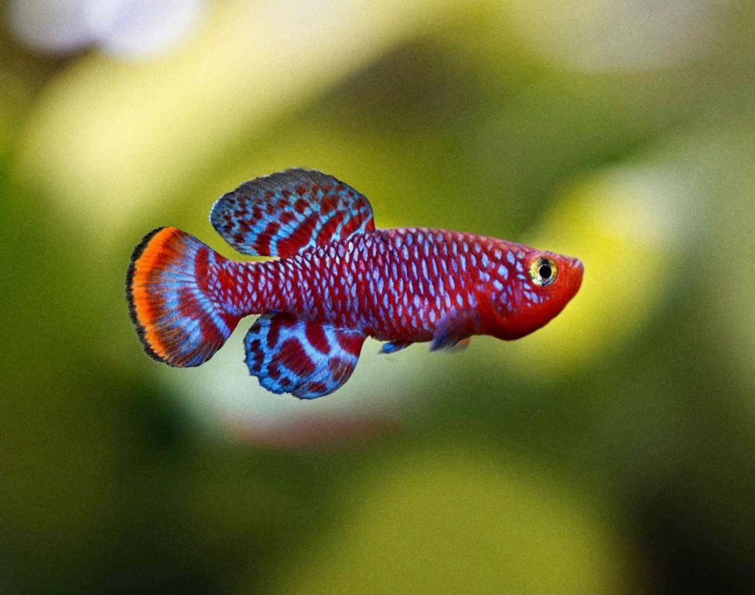 divetagram's tweet photo. Male Rachovi Killifish (Bluefin Notho)
📸 Aquascaper & Photographer
...
#divetagram #scuba #scubadiving #diving #underwater #underwaterphotography #uwphotography #nature #rachovi #killifish #bluefin #notho https://t.co/EIE3s0yMff