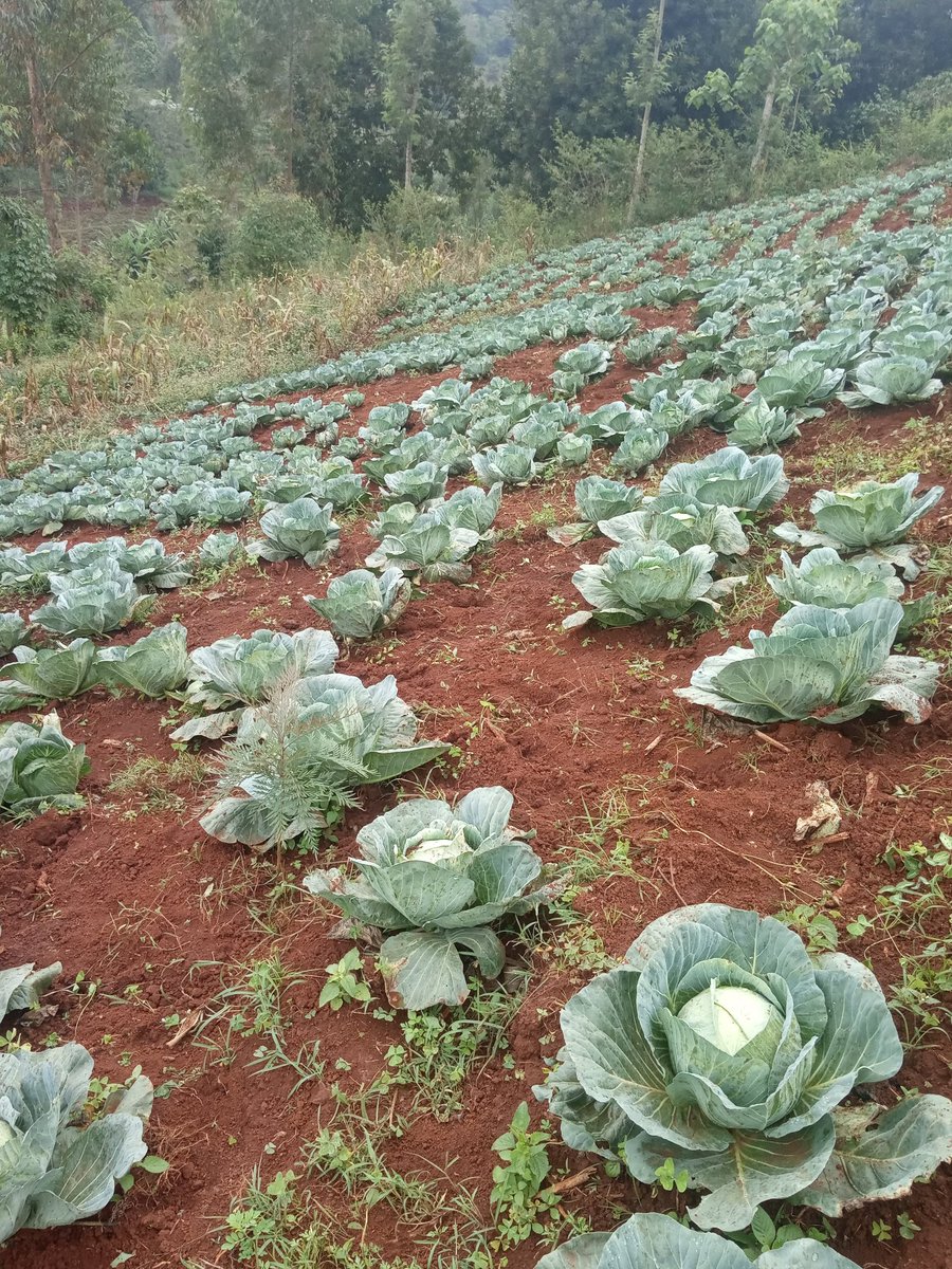PowerOfOneKenya's tweet photo. The power of change and a better future lies with us.That is a conviction held by Braise Mwangi, a @GivingEducation scholar and a student @StMarysBoysNyeri. Braise is growing cabbages, as a passionate farmer to supplement the needs of his family.
#mondaythought
#COVID19 https://t.co/D0vOQir0jb