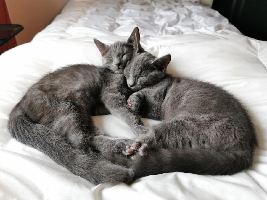 Got my kitty cats almost 3 weeks ago and I'm starting to understand why people can't keep themselves from posting pictures of their pets online.