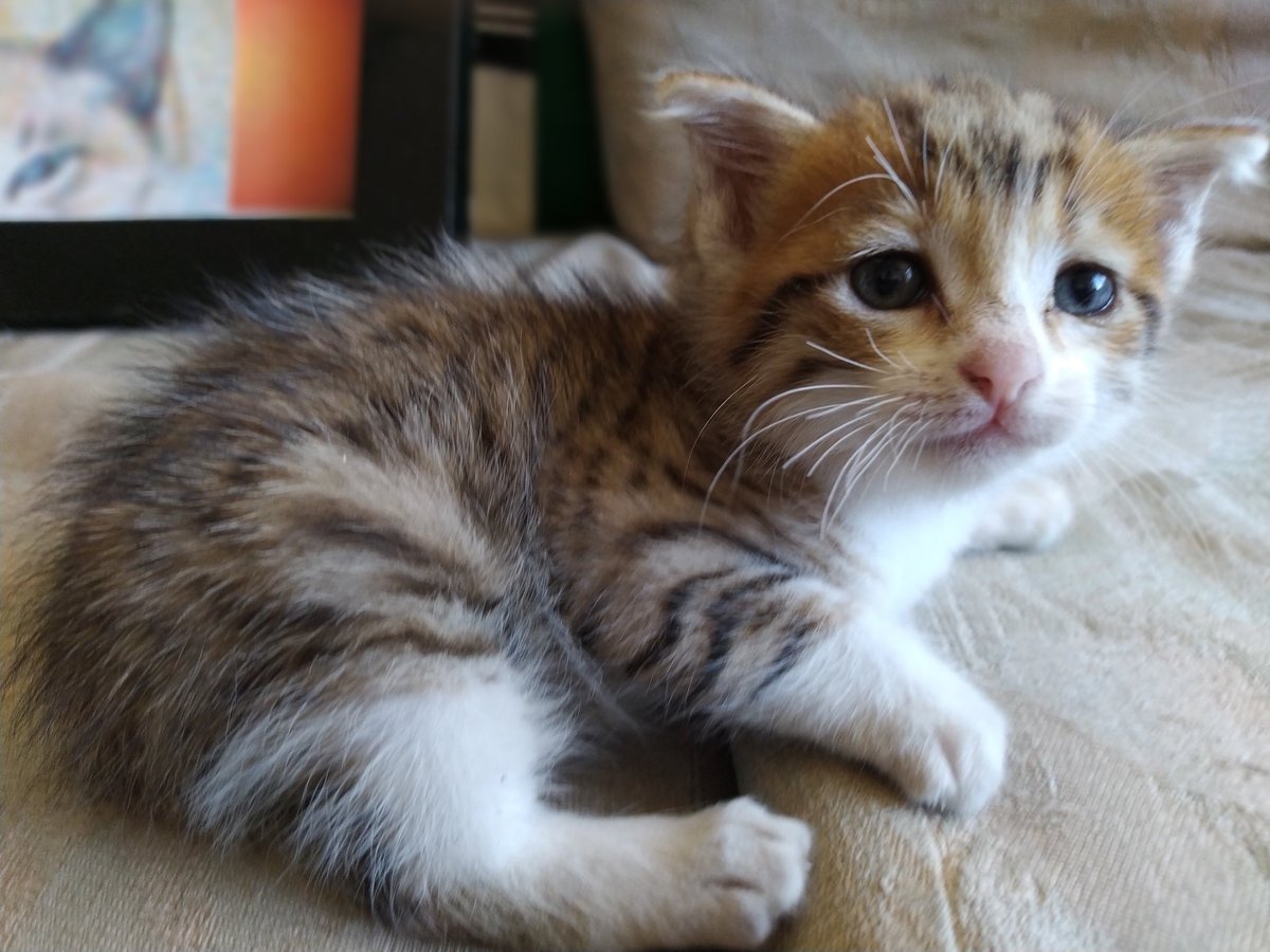 gato_66's tweet photo. @sosanimalvzla Shitara en adopción! Desparasitada! Tremenda! Come de todo! 🙂! 😺 https://t.co/JJ492LcDHH