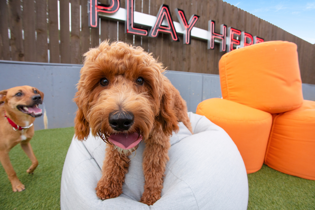 We've brought the comfort &amp; durability of #Sunbrellaoutdoorliving to @fetchparkatl! An Atlanta favorite, Fetch Park is the go to spot for furry friends. #Sunbrella brings comfort to owners &amp; dog walkers with the durability to withstand play from the pups. <a href="/TUUCI/">Tuuci</a> &amp; <a href="/jaxxbeanbags/">JAXX BEANBAGS</a>