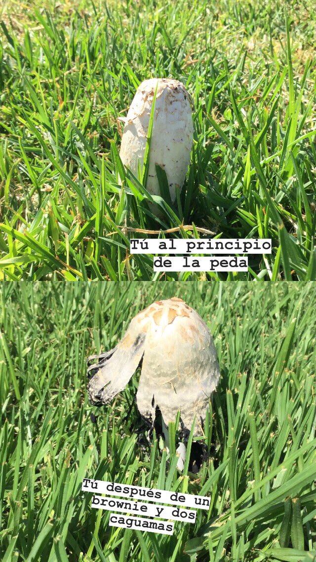 PlantLoverBoy's tweet image. A medida que el #carpóforo se va desarrollando, las #láminas donde están las #esporas pasan de sólido a líquido. De esta manera el sombrero asemeja que se está derritiendo irregularmente por el margen🥵😱