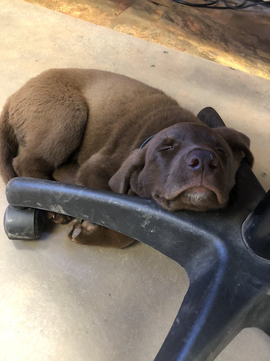 Taylor Kurtenbach (@taylorkurt2) on Twitter photo Meet the newest employee of <a href="/prairiegiants/">Prairie Giants Crop Supply</a>, Scout! Good company, excellent at stubble management, but tends to sleep on the job. Meet the newest employee of <a href="/prairiegiants/">Prairie Giants Crop Supply</a>, Scout! Good company, excellent at stubble management, but tends to sleep on the job.