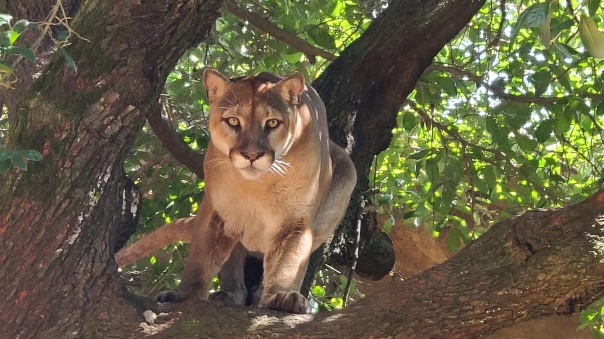 houstonalumni's tweet photo. UHAA wants to wish a very special HAPPY BIRTHDAY to our favorite @UHouston Cougar at the @houstonzoo. Today Shasta VI turns 9! 🤩 🎉 🎁 https://t.co/U3hnT4MtUE